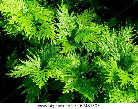Freshness green leaf of Selaginella involvens fern