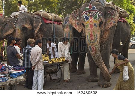 AHMADABAD, INDIA - OCTOBER 31, 2007: Indian lady in a sari feeding an elephant in a street in Ahmadabad, Gujarat, India. Group of men surrounding a cart selling bananas observing.