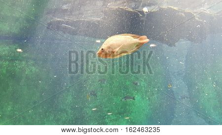 Wrocławski Ogród Zoologiczny. Piękna ryba w Oceanarium