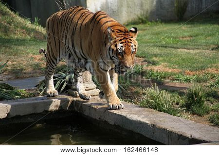 A tiger walking around the pool in a natural park