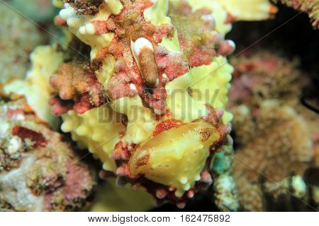 Close-up of a Clown Frogfish (Antennarius Maculatus aka Warty Frogfish). Padang Bai Bali Indonesia