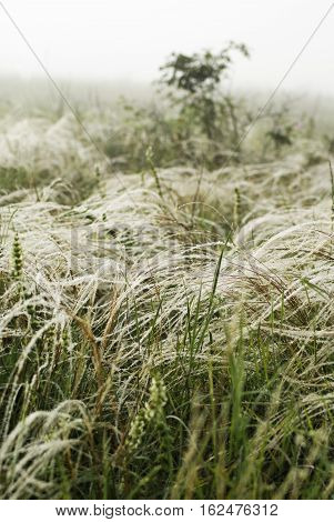 Feather Grass In The Wind Against A Background Of Fog