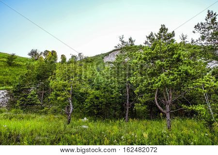 Young pine trees at the foot of the chalk hills. The archaeological monument - Krapivinskaya settlement Belgorod region Russia.;