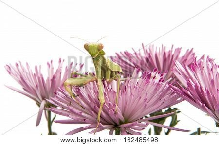 mantis on a flower on a white background