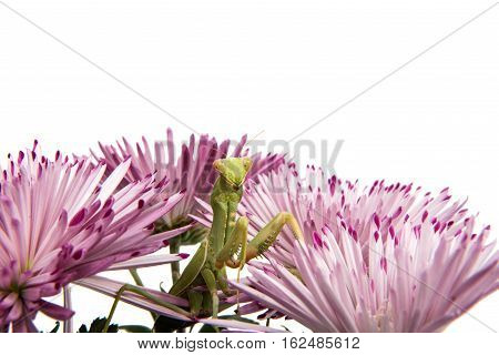 mantis on a flower on a white background