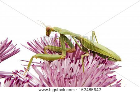 mantis on a flower on a white background