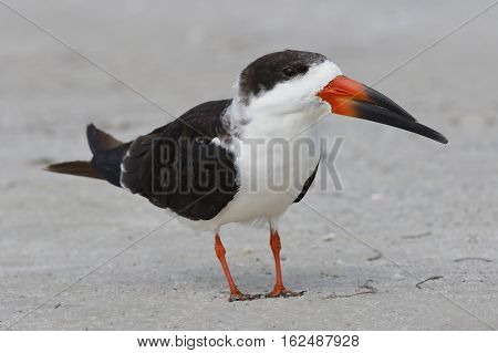 Black Skimmer Standing On A Beach - St. Petersburg, Florida