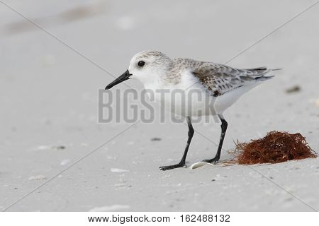 Sanderling Foraging On A Beach In Fall - Florida