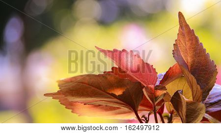 Plant with red leaves starting to bloom