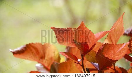 Plant with red leaves starting to bloom