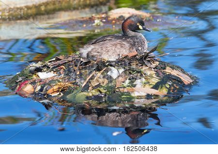 An Australasian Grebe, Tachybaptus novaehollandiae, on its nest in a pond in Western Australia.