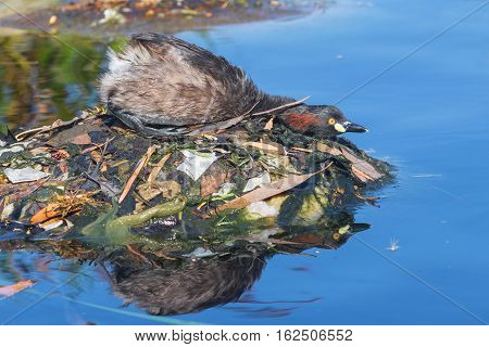An Australasian Grebe, Tachybaptus novaehollandiae, on its nest in a pond in Western Australia.