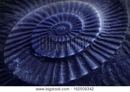 Blue tone of ammonite prehistoric fossil on the surface.