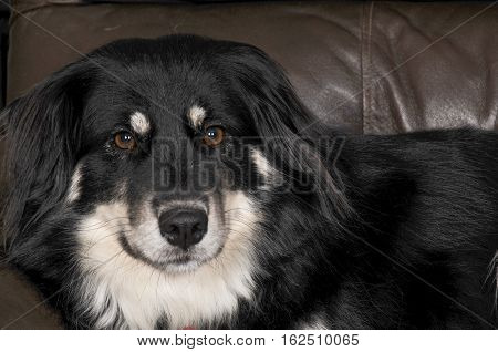 Border Collie Girl