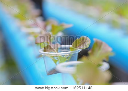 Young of red oak lettuce hydroponics vegetable cultivation farm in Thailand.