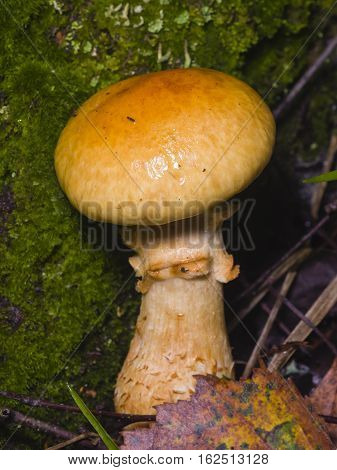 Contrary webcap Cortinarius varius poisonous mushroom in forest close-up selective focus shallow DOF