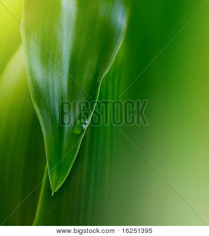 zöld levél háttér-val csepp víz