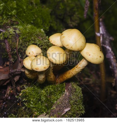 Sulphur Tuft Hypholoma fasciculare growing on old wood macro selective focus shallow DOF