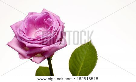 A bright pink rose with white background.