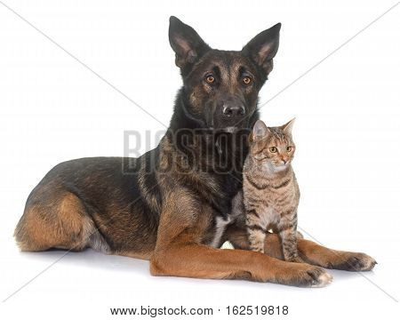 belgian shepherd malinois and cat in front of white background