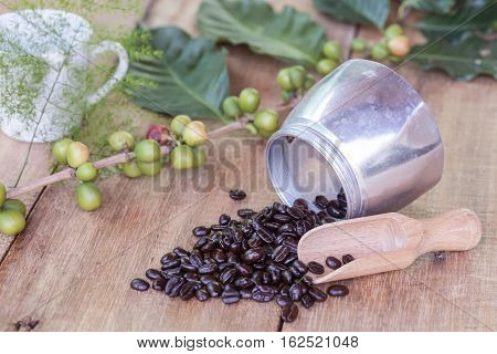 Fresh coffee beans on wood with a moga pot