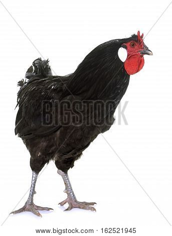 la Fleche chicken in front of white background