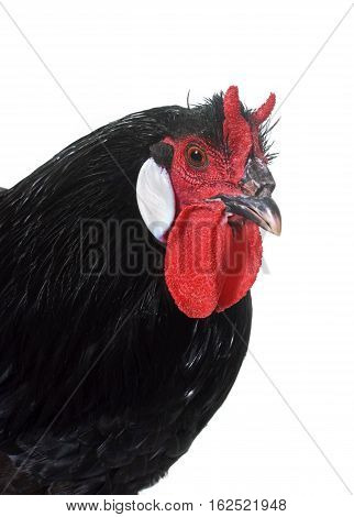 la Fleche chicken in front of white background