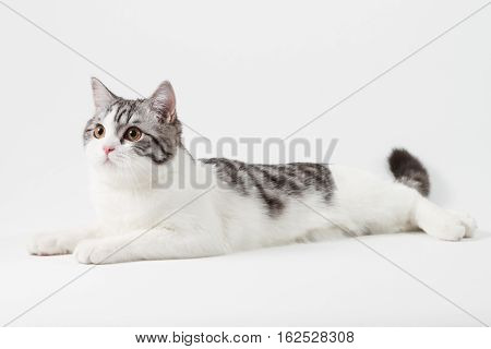 Scottish Straight cat bi-color, spotted, lying against white background, 6 months old.