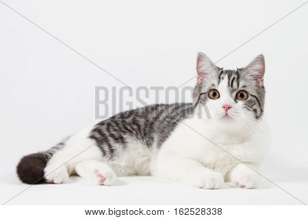 Scottish Straight cat bi-color, spotted, lying against white background, 6 months old.