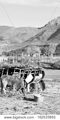 In Lesotho     Street Village