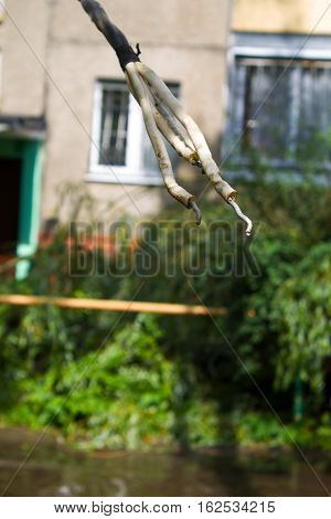 Tornado in the city of Minsk, Republic of Belarus 13.07.2016, consequences of natural disaster of destruction of inhabited constructions more than 100 trees are also tumbled down