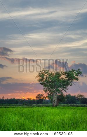 Nice giant tree in front of the big oragnge sun and rice field
