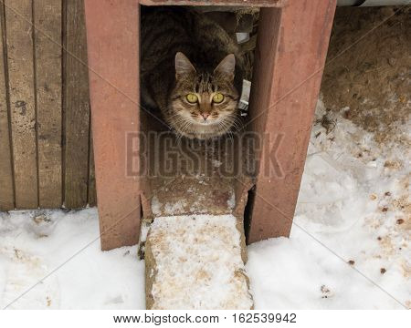 stray cat with big yellow eyes basking in the winter