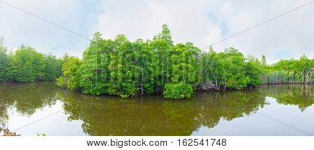 The Mangroves On Maduganga River