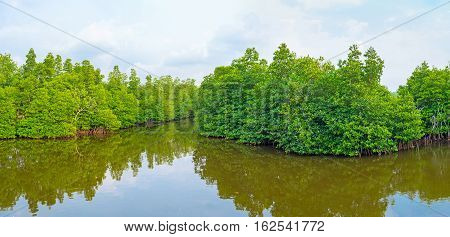 Panorama Of The Mangroves