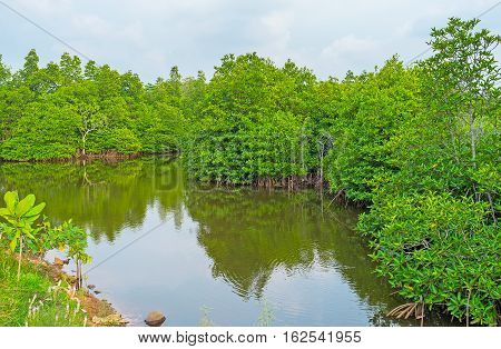 The Tropic Forest