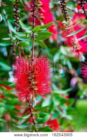 Red bottle-brush tree Callistemon flower - natural background