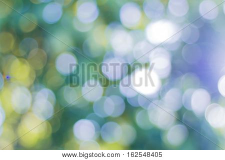 bokeh of tree background used as background