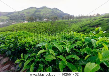 Tea bud and leaves on background. Tea plantations Kerala Idukki district India