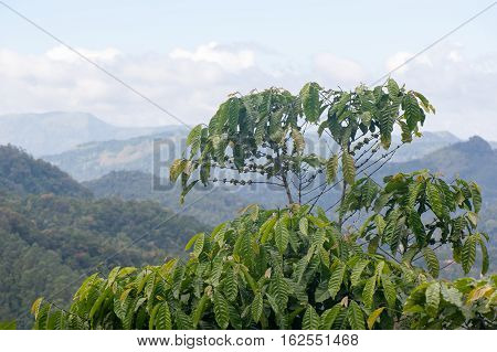 Black pepper plants growing in Munnar Kerala Idukki district India