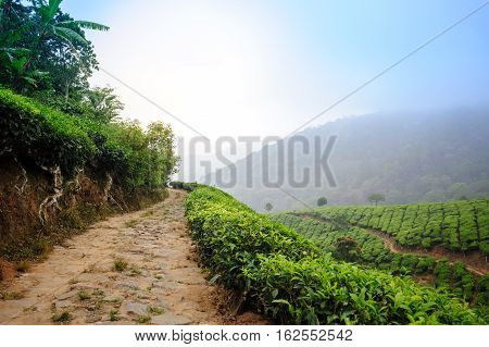 Road between tea plantation around Munnar tea estate hills in Kerala Idukki district India