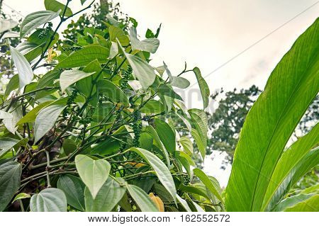 Black pepper plants growing in Munnar Kerala Idukki district India