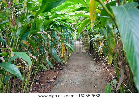 Cardamom plants growing at Cardamom Hills Kerala Idukki district India