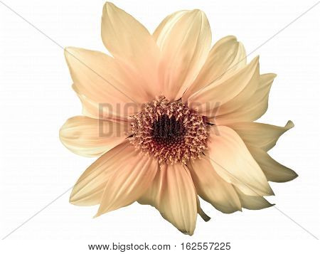Sunflower : Scientific Name: Helianthus Annuus Isolated On White.
