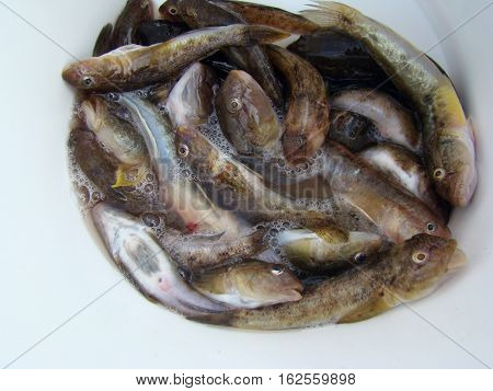 bychek is a family of ray-finned fishes of the order Perciformes.