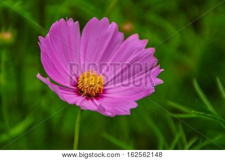 Cosmos is a species native to North America. The plant is between approximately 1 year.