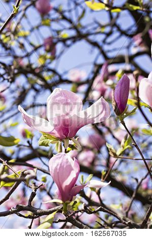 Blooming magnolia branch on a tree in the garden. Flowering magnolia tree densely covered with beautiful fresh pink flowers