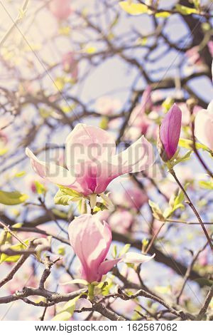 Blooming magnolia branch on a tree in the garden. Flowering magnolia tree densely covered with beautiful fresh pink flowers