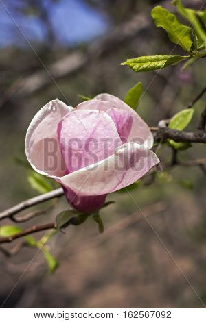 Blooming magnolia branch on a tree in the garden. Flowering magnolia tree densely covered with beautiful fresh pink flowers