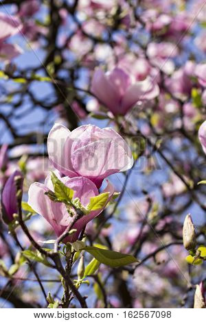 Blooming magnolia branch on a tree in the garden. Flowering magnolia tree densely covered with beautiful fresh pink flowers